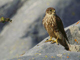 Portrait of a Merlin Sitting on a Rock Lámina fotográfica por Norbert Rosing