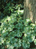 Leafy Plants at the Base of a Tree Photographie par Vlad Kharitonov