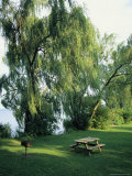Willow-Lined Lakeside Picnic Area in Cayuga Lake State Park Photographie par Skip Brown