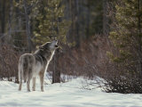 Lone Gray Wolf, Canis Lupus, Howls at the Edge of a Forest Photographic Print by Jim And Jamie Dutcher