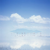 Lesser Flamingos Feed in Lake Natron Photographie par David Pluth