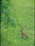 Cottontail Rabbit in an Allegany State Park Field Photographie par Skip Brown