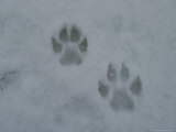 Pair of Gray Wolf, Canis Lupus, Tracks in Snow Photographic Print by Jim And Jamie Dutcher