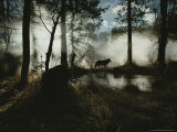Gray Wolf, Canis Lupus, in Silhouette Passes By a Woodland Pond Photographie par Jim And Jamie Dutcher