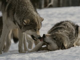 The Alpha Male Gray Wolf, Canis Lupus, Dominates the Omega Wolf Photographie par Jim And Jamie Dutcher