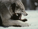 Couple of Gray Wolves, Canis Lupus, Jaw Spar with Aggression Photographie par Jim And Jamie Dutcher