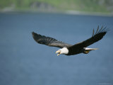 An American bald eagle in flight. Photographie par Tom Murphy