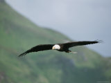 An American bald eagle in flight. Photographie par Tom Murphy