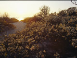 The Late Afternoon Sun Casts a Golden Glow Over a Scrub-Covered Dune Photographie par Skip Brown