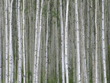 Aspen Tree Trunks in Summer Photographic Print by John Eastcott & Yva Momatiuk