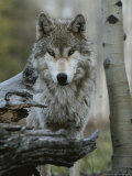 Beautiful Portrait of a Gray Wolf, Canis Lupus Fotoprint van Jim And Jamie Dutcher Beautiful Portrait of a Gray Wolf, Canis Lupus Fotoprint van Jim And Jamie Dutcher