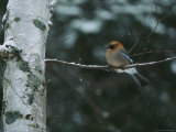 An Eurasian Jay Perched on the Limb of a Birch Tree Lámina fotográfica por Tim Laman An Eurasian Jay Perched on the Limb of a Birch Tree Lámina fotográfica por Tim Laman