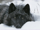 Covered with Snow Flakes, a Gray Wolf, Canis Lupus, Rest in More Snow Photographic Print by Jim And Jamie Dutcher