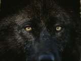 Black-Colored Gray Wolf, Canis Lupus, Stares with Golden Eyes Fotoprint van Jim And Jamie Dutcher Black-Colored Gray Wolf, Canis Lupus, Stares with Golden Eyes Fotoprint van Jim And Jamie Dutcher