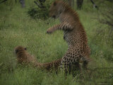 Pair of Leopards Courting in Green Grass Photographic Print by Kim Wolhuter