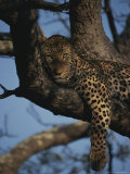 Leopard Rests in the Fork of a Tree Trunk Photographic Print by Kim Wolhuter