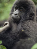 Portrait of a Young Mountain Gorilla Photographic Print by Mark Ross