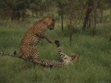 Pair of Leopards Courting in Green Grass Photographic Print by Kim Wolhuter