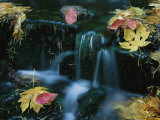 Natural Spring with Fall Leaves, Yosemite National Park Photographic Print by Roy Toft
