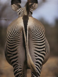 Close View of Rear End Pattern of a Grevy's Zebra Photographic Print by Mark Ross