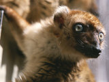 Close View of a Lemur in Madagascar Photographie par Ed George