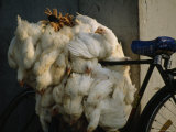 Live Chickens Strapped to a Bicycle For the Journey to Market Photographie par Jodi Cobb
