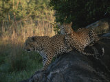 Pair of Leopards Resting in the Shade on a Large Rock Photographic Print by Kim Wolhuter