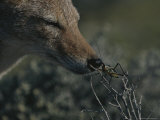 Black-Backed Jackal, Canis Mesomelas, Sniffs a Locust Photographic Print by Kim Wolhuter