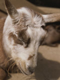 Sleeping Goat Photographie par Joy Tessman