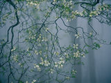 Dogwood Blossoms in a Foggy Forest Photographic Print by Raymond Gehman
