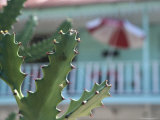 Close View of the Spines of a Cactus Photographie par Ed George