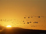 Migrating Snow Geese and Canada Geese at Twilight Lámina fotográfica por Norbert Rosing