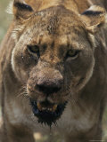 Close View of Lioness During Feeding Photographic Print by Mark Ross