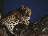 Leopard Rests on a High Tree Limb Photographic Print by Kim Wolhuter