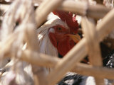 Close View of a Chicken in a Cage Photographie par Ed George
