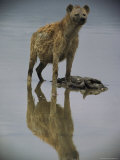 Adult Hyena with Kill Photographic Print by Mark Ross