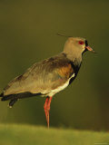 Southern Lapwing, Argentina Photographic Print by Roy Toft