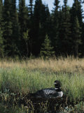 Common Loon, Kenai Peninsula, Alaska Photographic Print by Roy Toft