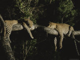 Pair of Leopards Rest on a Tree Limb Photographic Print by Kim Wolhuter