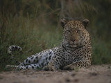 Leopard, Panthera Pardus, Resting on a Patch of Cool Soil Photographic Print by Kim Wolhuter