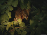 Cheetah Peers From the Cover of Brush Photographic Print by Kim Wolhuter