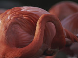 Preening Flamingo Photographic Print by Joy Tessman
