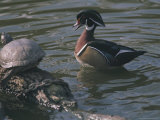 Male Wood Duck Quacks at a Turtle Sunning Itself on a Log Photographie par Joy Tessman