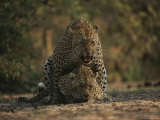 Pair of Leopards Mating Photographic Print by Kim Wolhuter
