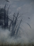 Burning Reeds Photographic Print by Mark Ross