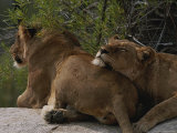 Pair of Lions, Panthera Leo, Rest on a Rock Under a Tree Photographic Print by Kim Wolhuter