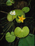 Heart-Shaped Water Lily Leaves and Delicate Blossoms Photographic Print by Steve Winter