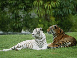 Two Bengal Tigers Lie Down in the Grass Lámina fotográfica por Norbert Rosing