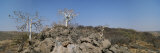 Trio of Trees Among the Rock in Namibia Photographic Print by Joy Tessman