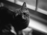 Black and White Photograph of Orange Tabby Cat Looking at Photographer Photographic Print by Todd Gipstein